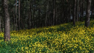 Hoa Trong Rừng vẫn nở ở Tà Nung