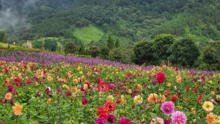 Ngắm vườn hoa lớn nhất Đà Lạt đẹp rực rỡ giữa núi rừng Tà Nung!