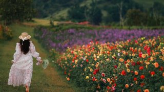 Đánh giá các vườn hoa đẹp ở Đà Lạt: Vườn hoa Đà Lạt đẹp nhất ở đâu?