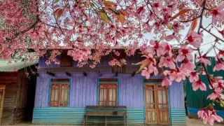 Mùa mai anh đào Đà Lạt 2024 & Những điều cần biết