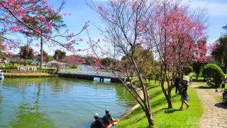 Dự báo thời tiết Đà Lạt tháng 1 2024: nắng lên, mai anh đào nở rộ!