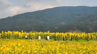 Đà Lạt tháng 3 có hoa gì? Thời tiết ra sao?