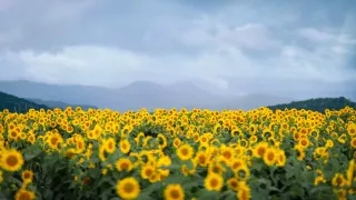 Các mùa hoa theo tháng ở Đà Lạt và địa điểm săn hoa đừng bỏ lỡ!