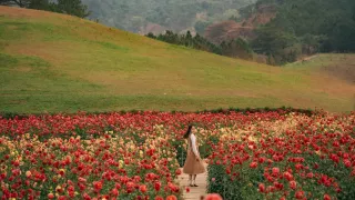 Ngất ngây với cánh đồng hoa thược dược Đà Lạt đẹp như mơ!