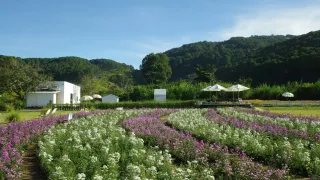 Hoa May Garden Đà Lạt - địa điểm check-in mới của giới trẻ