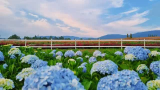 Đổi gió với top 10 vườn hoa mới ở Đà Lạt sống ảo siêu xinh