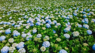 Chiêm ngưỡng ngọn đồi cẩm tú cầu Đà Lạt hơn 3000m2 đang mùa nở rộ!