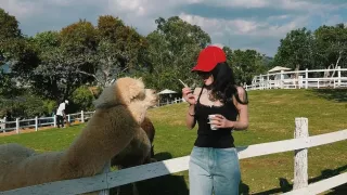 Chika Farm Đà Lạt mới vừa đẹp vừa vui, có gì cần lưu ý?