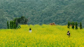 Đà Lạt tháng 7 | Cách tận hưởng trọn vẹn những cung bậc cảm xúc