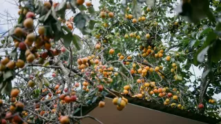 Thời tiết Đà Lạt tháng 9/2024: mưa nhiều về chiều và tối