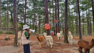 Vườn thú Zoodoo Đà Lạt | Kinh nghiệm di chuyển, đặt vé, ăn uống...