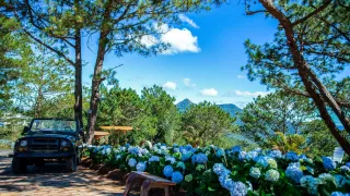 3 địa điểm ngắm hoa cẩm tú cầu Đà Lạt nổi tiếng nhất 2024