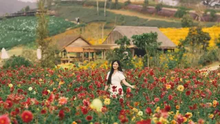 Kinh nghiệm du lịch Đà Lạt tháng 1/2025 từ A đến Z