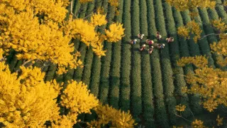 Hoa phượng vàng Đà Lạt: Để biết phượng Đà Lạt không chỉ màu tím…