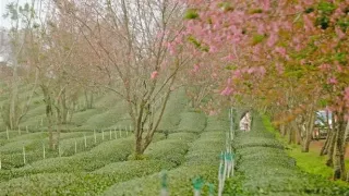 Mai anh đào năm nay nở sớm, nhuộm hồng Đà Lạt đón xuân sang