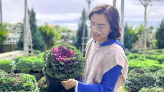 Mua cải kale về chơi Tết ở Đà Lạt, bạn đã thử chưa?