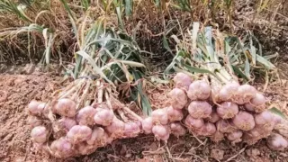 Tỏi tím Đà Lạt – Giữ gìn giá trị khác biệt của nông sản cao nguyên