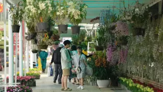 Sắc xuân rực rỡ tại Hội hoa Xuân Đà Lạt 2025