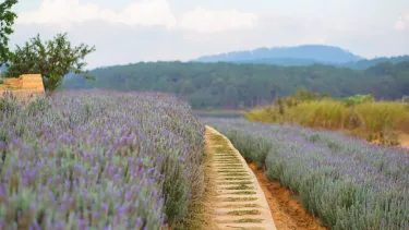 Mùa hoa lavender Đà Lạt 2024 nở sớm, tháng 4 đã rộn ràng!