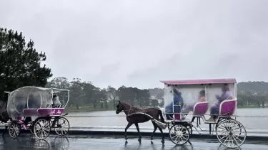 Đà Lạt Chính Thức Dừng Hoạt Động Xe Ngựa Quanh Hồ Xuân Hương