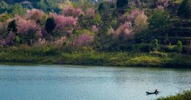 Ngắm nhìn Rừng Mai Anh Đào Hồ Tuyền Lâm rực rỡ mùa hoa nở rộ