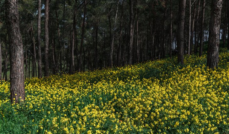 Hoa Trong Rừng vẫn nở ở Tà Nung