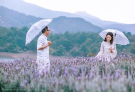 Canh Dong Hoa Lavender Da Lat