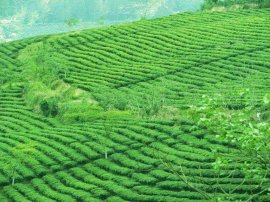 Đồi chè Cầu Đất trong nắng sớm