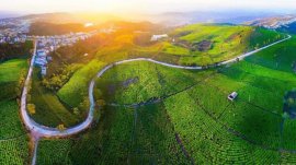 Toàn cảnh đồi chè Cầu Đất