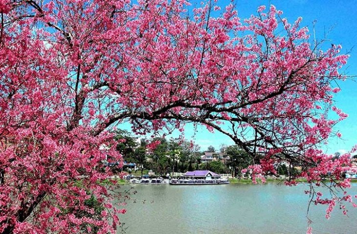 Duong Mai Anh Dao Da Lat Ho Xuan Huong