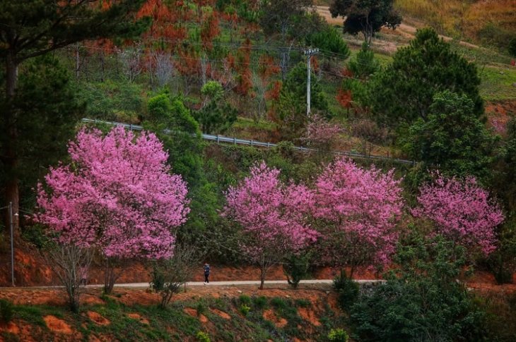 Rung Mai Anh Dao Ho Tuyen Lam 1
