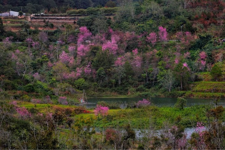 Rung Mai Anh Dao Ho Tuyen Lam 3