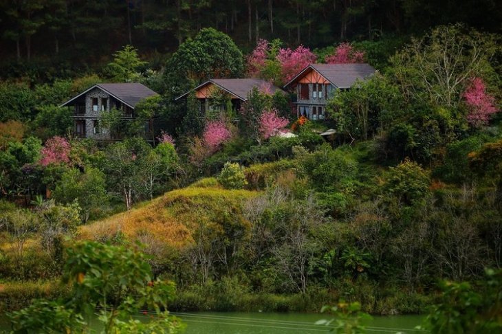 Rung Mai Anh Dao Ho Tuyen Lam 4