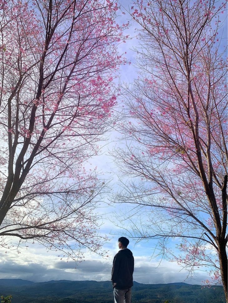 Rung Mai Anh Dao Ho Tuyen Lam 5