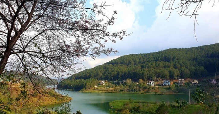 Rung Mai Anh Dao Ho Tuyen Lam 6