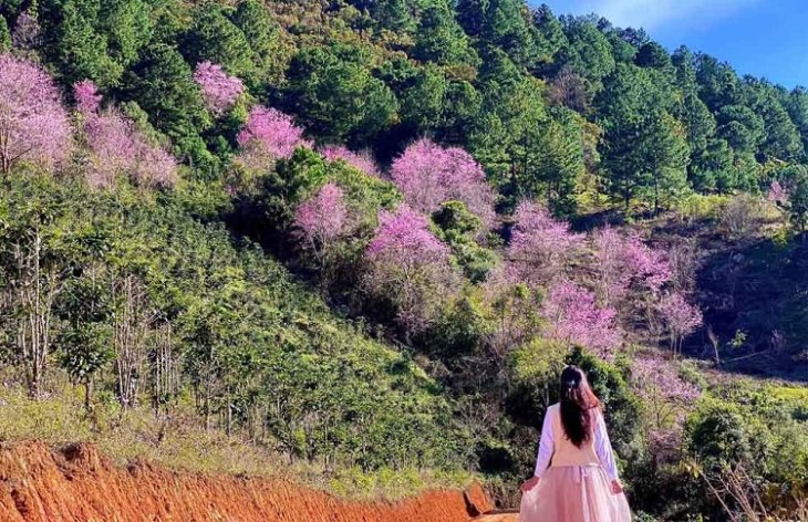 Rung Mai Anh Dao Ho Tuyen Lam 9