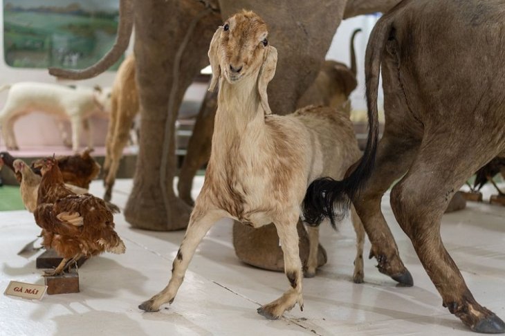 Phan Vien Sinh Hoc Da Lat 6