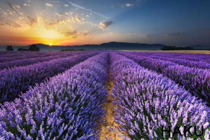 Canh Dong Hoa Lavender Da Lat