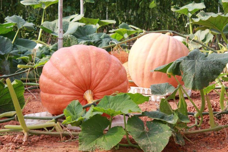 Vuon Bi Ngo Khong Lo Da Lat 1