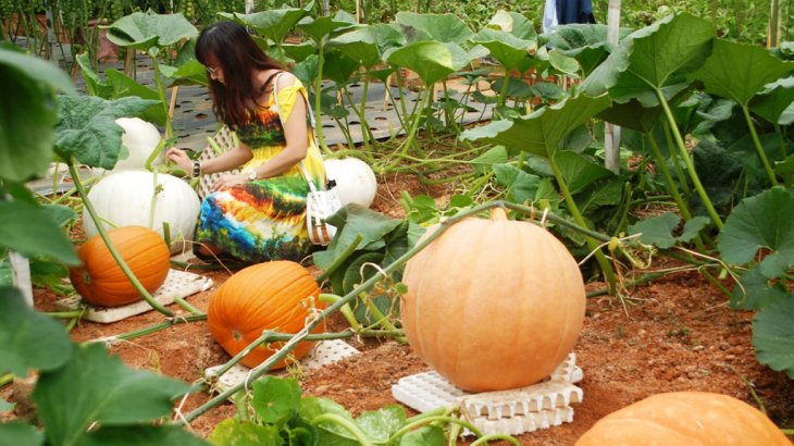 Vuon Bi Ngo Khong Lo Da Lat 2