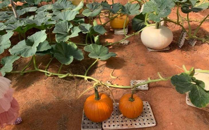 Vuon Bi Ngo Khong Lo Da Lat 3