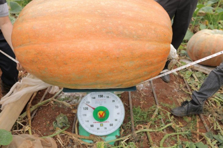 Vuon Bi Ngo Khong Lo Da Lat 6