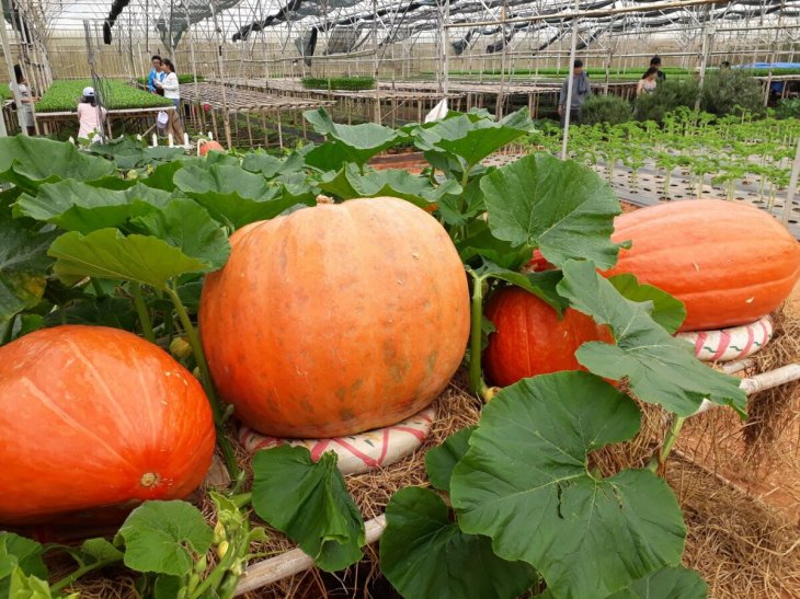 Vuon Bi Ngo Khong Lo Da Lat 8