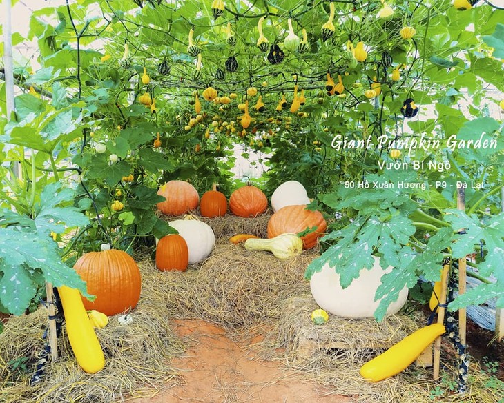 Vuon Bi Ngo Khong Lo Da Lat