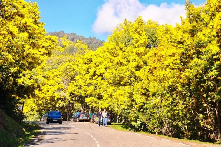 Deo Mimosa Da Lat