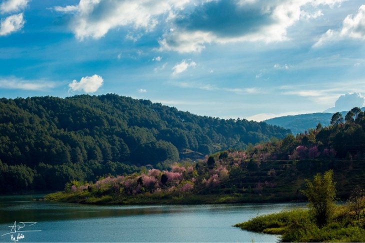 Rung Mai Anh Dao Ho Tuyen Lam