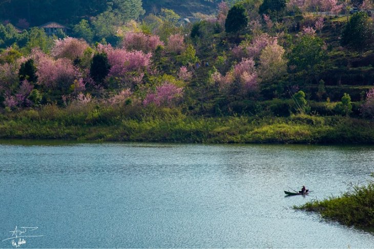 Rung Mai Anh Dao Ven Ho Tuyen Lam