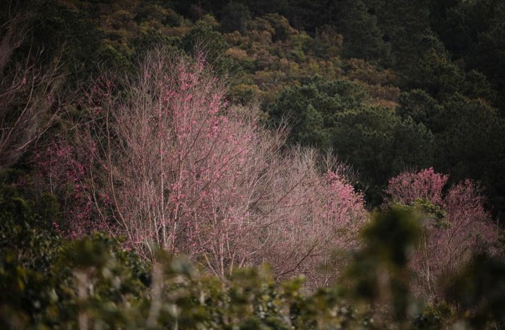 Mai Anh Dao Da Lat 1