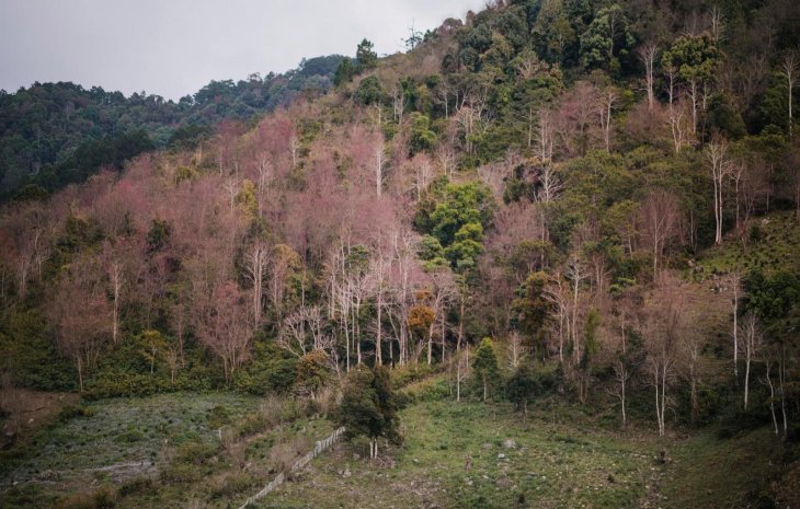 Mai Anh Dao Da Lat Mong Dao Nguyen