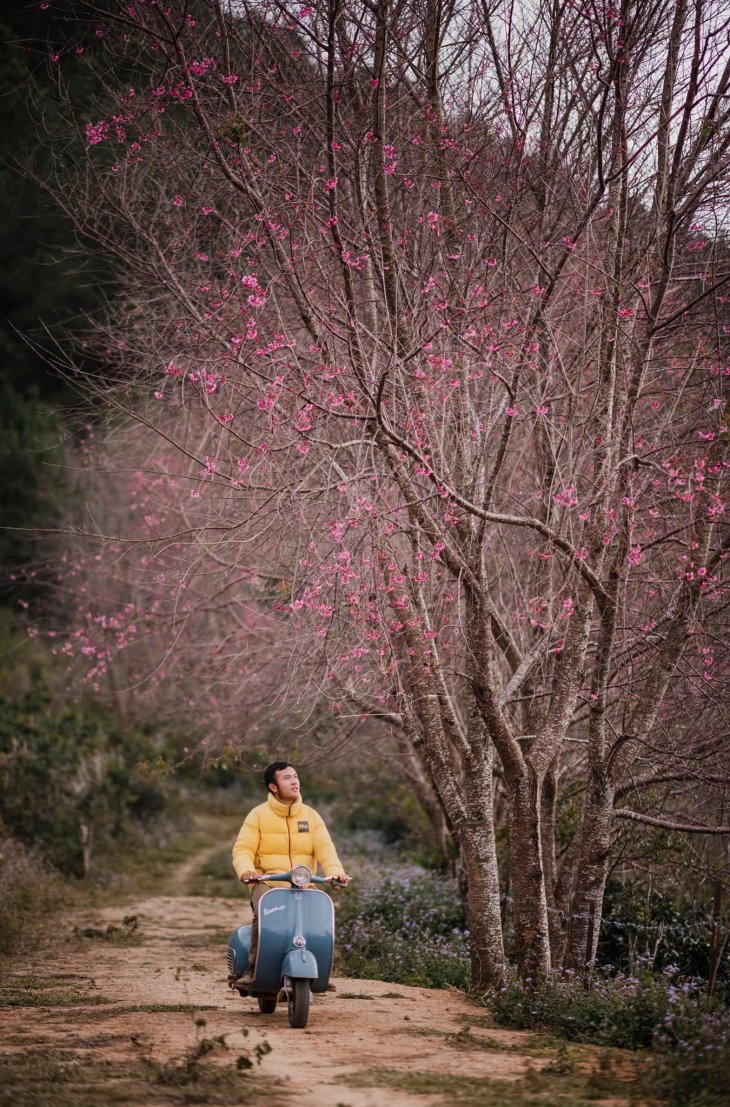 Mai Anh Dao Da Lat Tet Duong Lich 2023